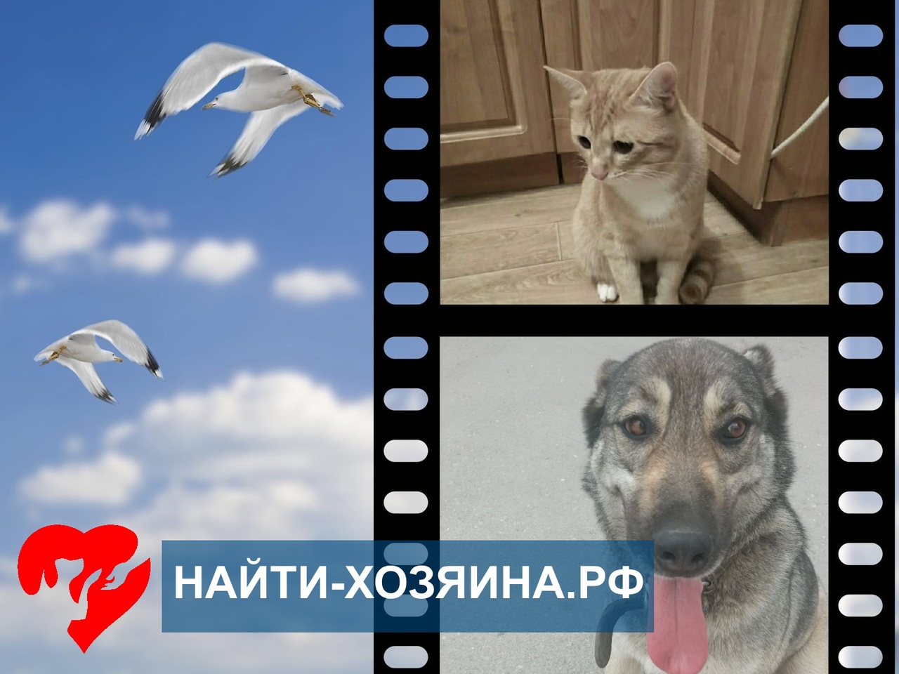 поиск пропавших животных